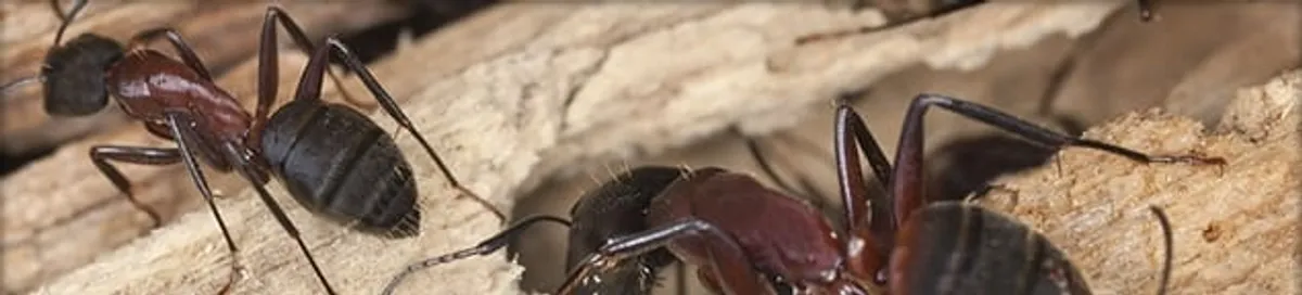 Close-up of ants on wood showing an active ant infestation in Toledo, OH
