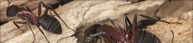 Close-up of ants on wood showing an active ant infestation in Toledo, OH