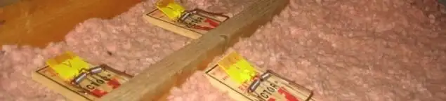 Mouse traps placed in an attic for rodent control in Toledo, OH