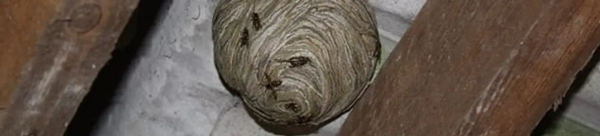 Wasp nest in an attic space, a common home infestation risk in Toledo, OH