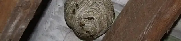 Wasp nest in an attic space, a common home infestation risk in Toledo, OH