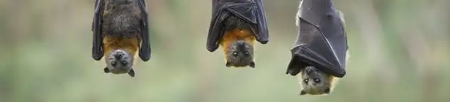 Bats roosting together, a common sign of a bat infestation in Toledo, OH
