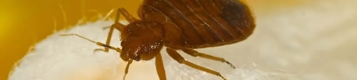Close-up of a bed bug, a sign of an active infestation in Toledo, OH