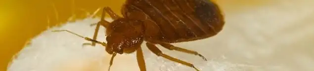 Close-up of a bed bug, a sign of an active infestation in Toledo, OH