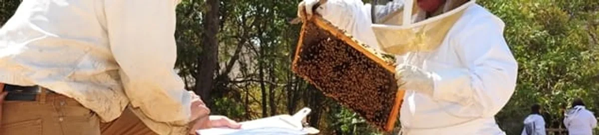 Bee removal specialists relocating a hive and honeycomb safely in Toledo, OH