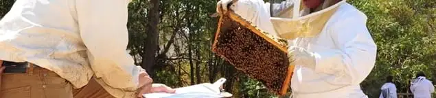 Bee removal specialists relocating a hive and honeycomb safely in Toledo, OH