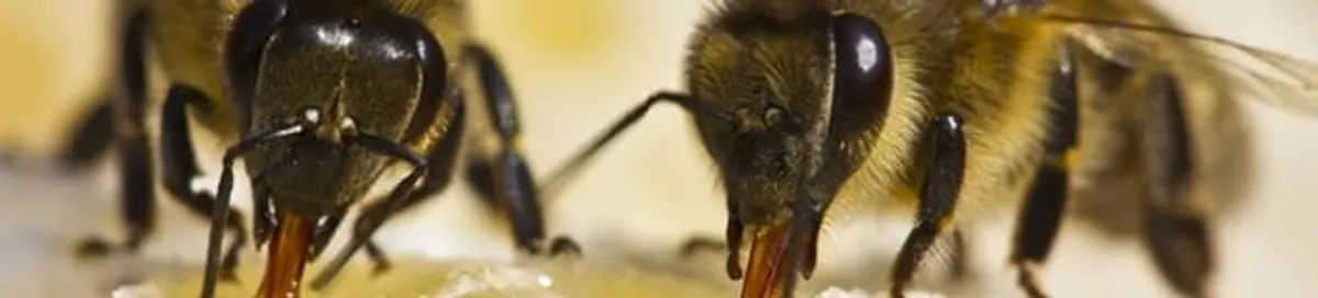 Close-up of honey bees, a sign of a nearby hive in Toledo, OH