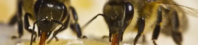 Close-up of honey bees, a sign of a nearby hive in Toledo, OH