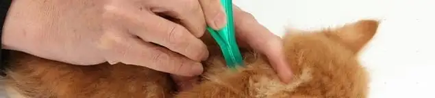 Flea treatment for pets using a flea comb, a sign of flea problems in Toledo, OH