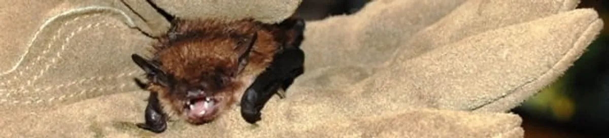 Bat removal specialist holding a bat safely during humane exclusion in Toledo, OH
