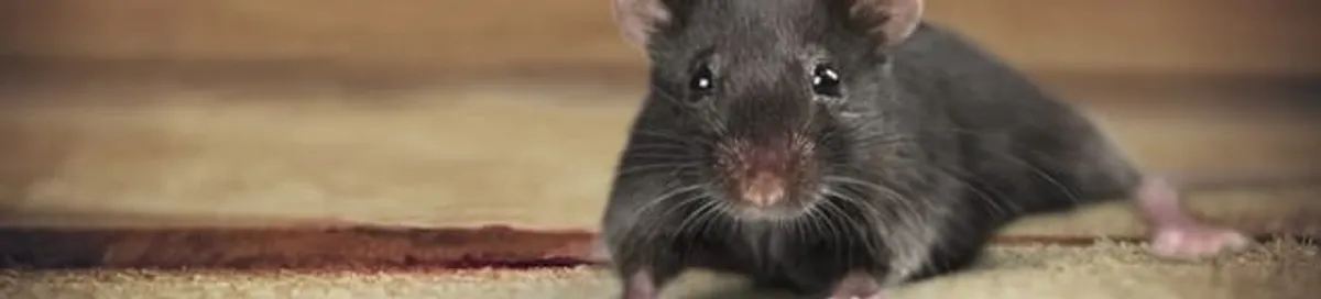 Mouse indoors, a common sign of a rodent infestation in Toledo, OH