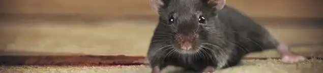 Mouse indoors, a common sign of a rodent infestation in Toledo, OH