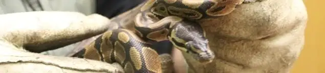 Snake removal specialist safely handling a snake with protective gloves in Toledo, OH