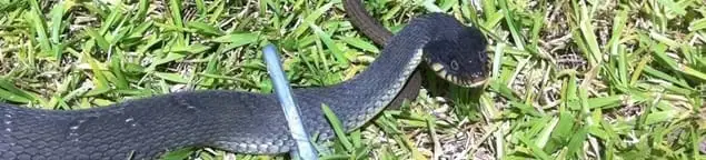 Snake in a yard, a common sign of a snake problem near a home in Toledo, OH