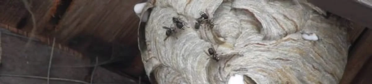 Close-up of a wasp nest with active wasps, a sign of an infestation in Toledo, OH