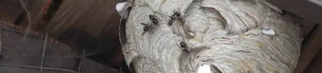 Close-up of a wasp nest with active wasps, a sign of an infestation in Toledo, OH